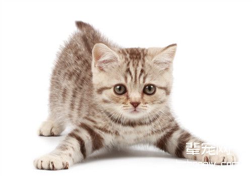 让猫猫学会听话