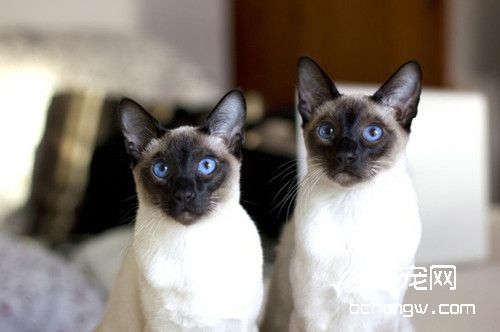 猫咪太调皮该怎么训练