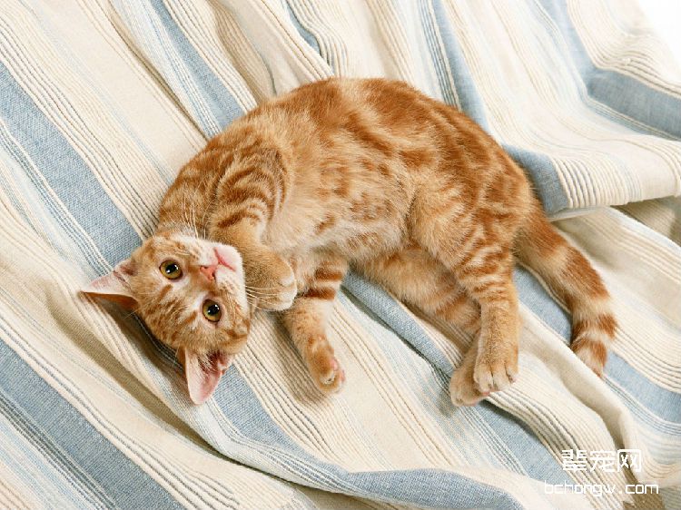 主人不在家，如何让猫咪学会独处