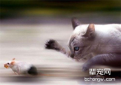 幼猫训练之主人应注意的事项