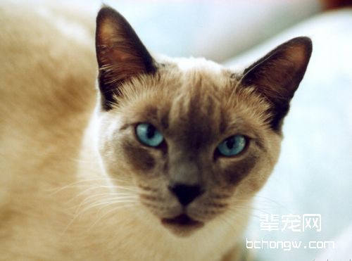 猫咪为什么难以训练
