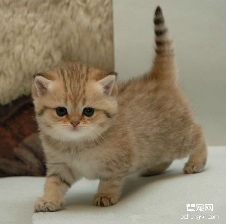 训练猫咪优雅站立的方法