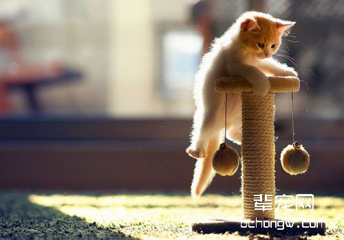 教育猫咪要斗智斗勇