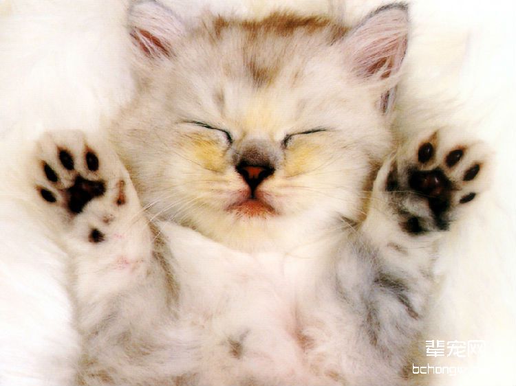 四步轻松教会猫咪用猫砂