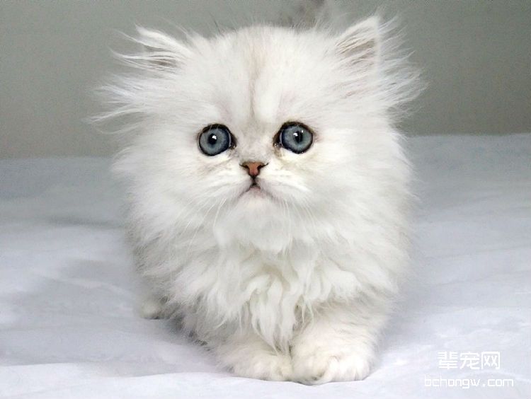 训练猫咪听懂“来”的口令