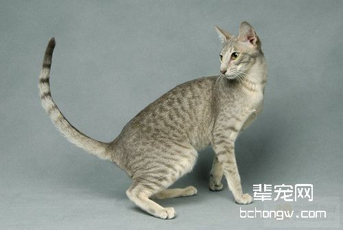 怎样避免猫咪晚上跑出去