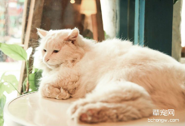 猫咪做错事要怎样教育