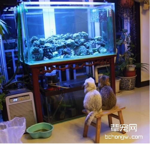 如何让猫咪跟其他动物和平相处