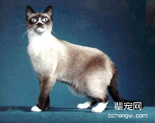 如何训练雪鞋猫开门