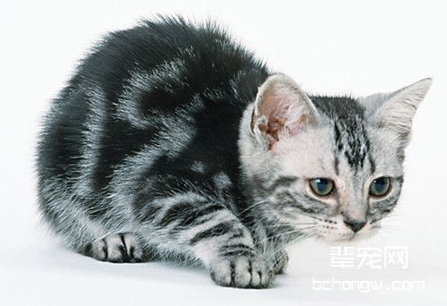 怎么训练猫咪打滚