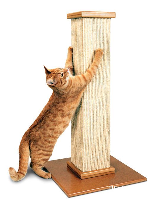 如何训练猫咪自由出入