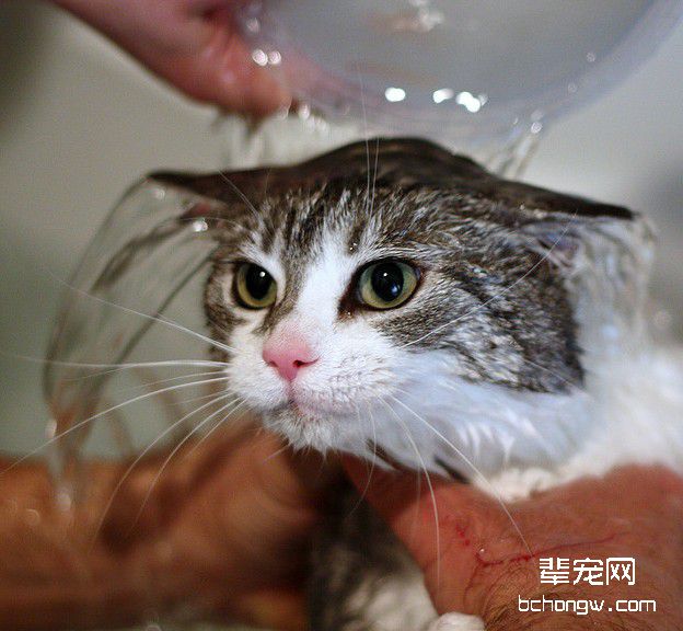 猫咪为啥会这么怕水