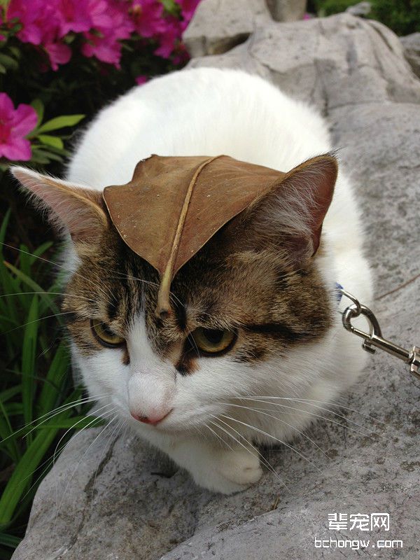 四招降低猫咪遗失风险