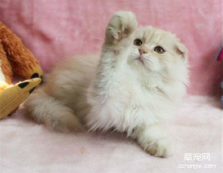 猫咪早上起太早吵主人睡觉怎么办