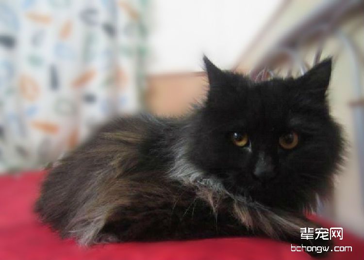 教你两招让猫咪听话
