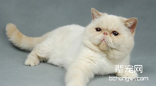 怎样培养宠物猫良好的饮食习惯