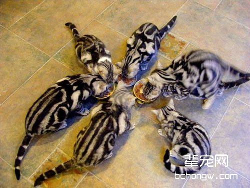 宠物猫耍小脾气该怎么应对