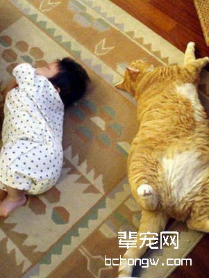 如何培养猫咪的作息时间？