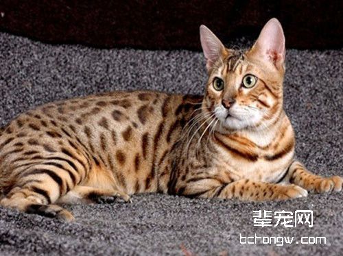 带猫咪登山的训练技巧