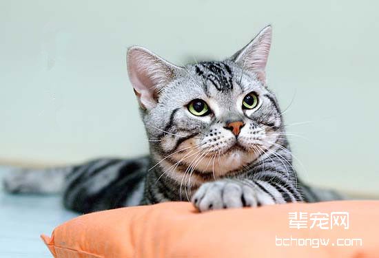 如何制止宠物猫上饭桌？