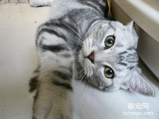 为什么训练猫猫会困难重重