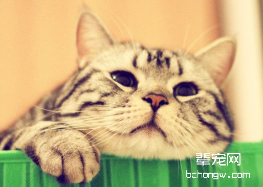 怎样训练一只淡定的猫？