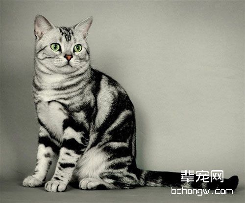 捉猫和抱猫怎样保证安全