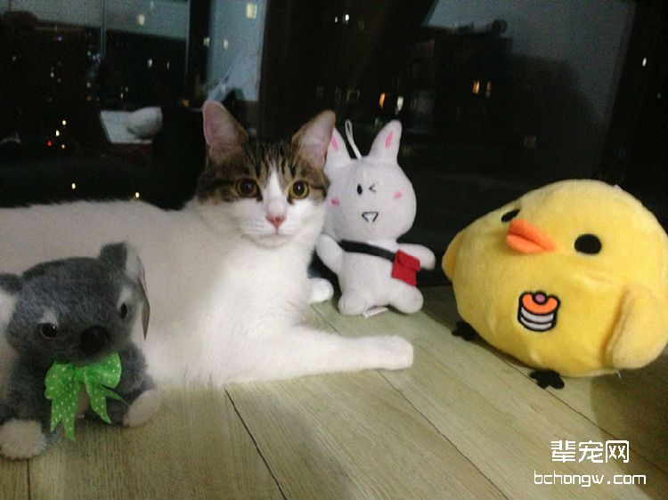 如何培养你的猫咪成为社交高手