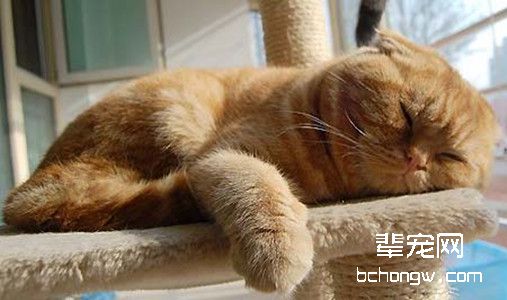 如何训练猫咪自己睡觉