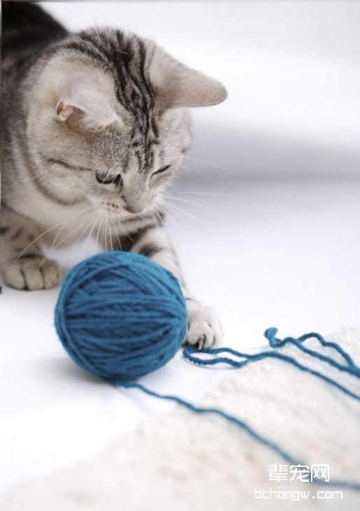 怎样训练一只温顺的猫咪