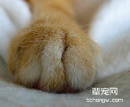 管住猫爪，保卫沙发