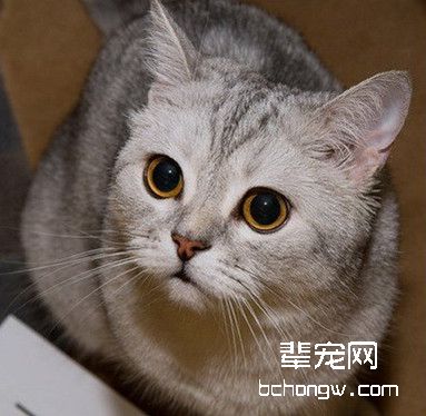 想要训练猫就要先了解猫