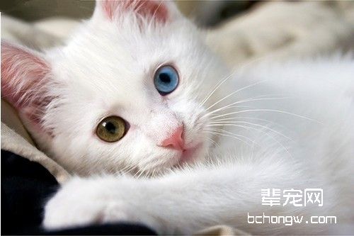 如何让猫咪记住自己的名字