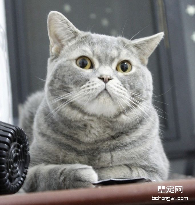 四招调教做错事的猫咪