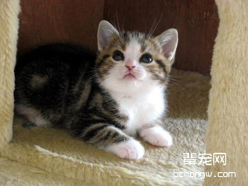 如何训练猫咪听懂“过来”指令