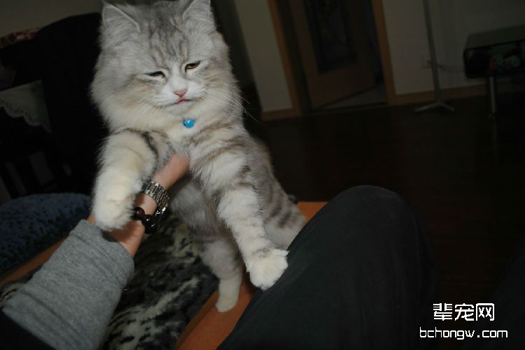 4步教你轻松打造握手猫