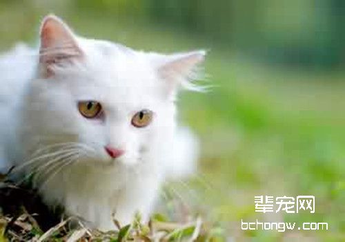 如何纠正猫咪乱尿尿的行为