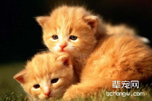 新猫进家与老猫隔离可防止打架