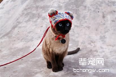 猫咪也是需要带出去散步的