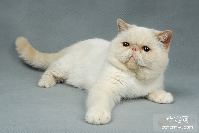如何养成猫咪良好的卫生习惯