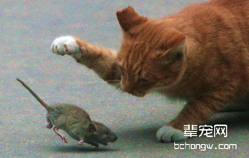 猫为什么会抓东西送给你
