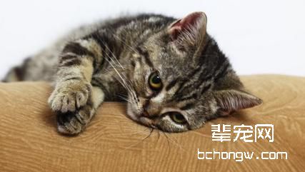 猫咪正确使用猫抓板的十个原则