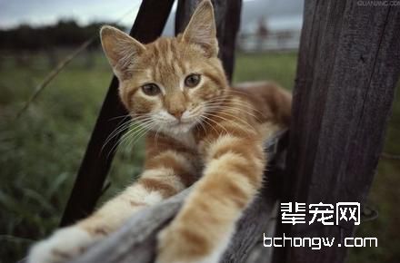 猫咪喜欢咬人抓人该怎么办