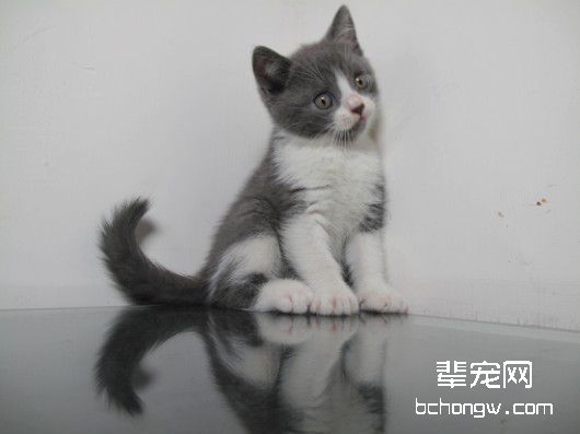 如何训练猫咪使用猫砂