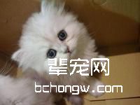 猫咪的各种动作表情介绍
