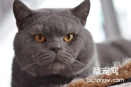 如何让猫咪爱上营养膏