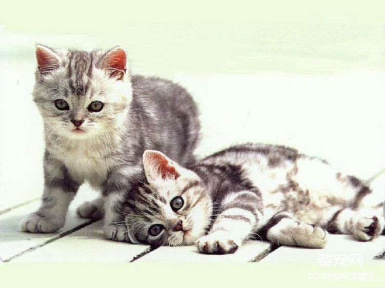 如何让宠物猫和小孩友好相处