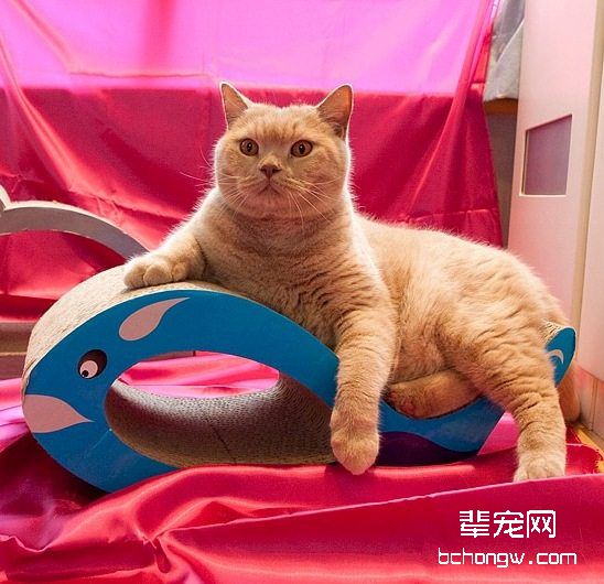 选择猫咪喜欢的猫抓板