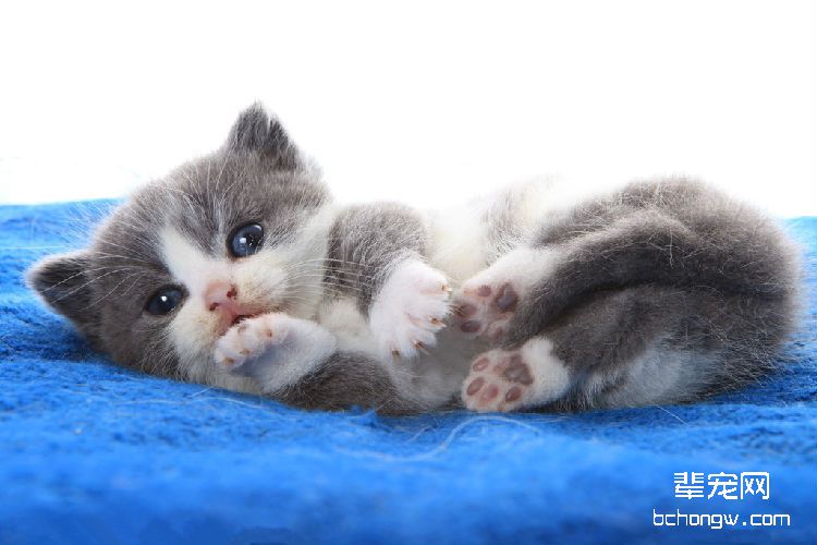 如何纠正猫咪深夜扰人的习惯
