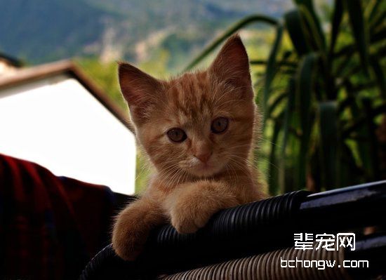 培养猫咪好性格的四个妙招